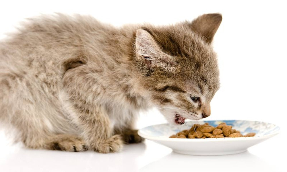 HOW DIET AFFECTS YOUR CAT - Home